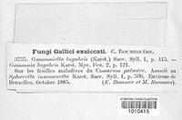 Image of Plagiostoma lugubre